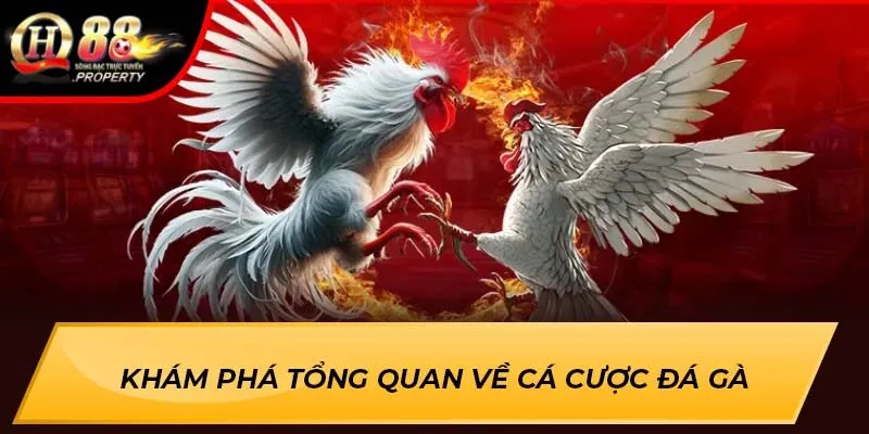 Khám phá tổng quan về cá cược đá gà Khám phá tổng quan về cá cược đá gà